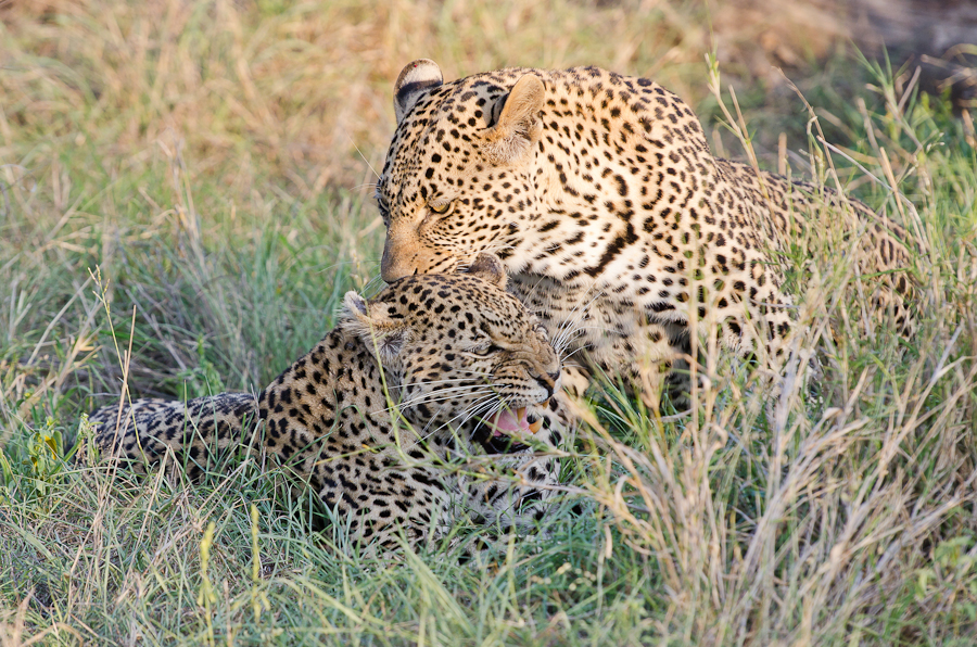 leap of leopards | Sabi Sabi Private Game Reserve Blog