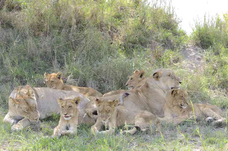 Southern Pride Resting At Sabi Sabi Southern Pride Resting At Sabi Sabi