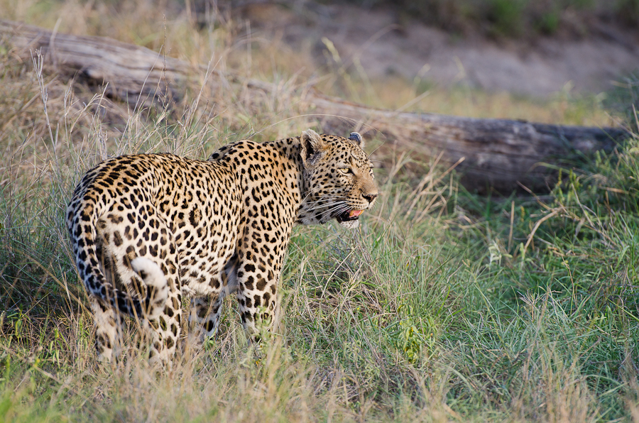 leap of leopards | Sabi Sabi Private Game Reserve Blog