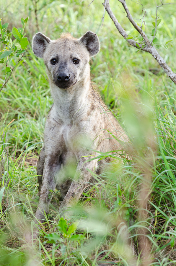 Spotted Hyena Spotted Hyena
