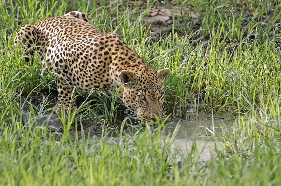 Male Leopard Drinking Male Leopard Drinking