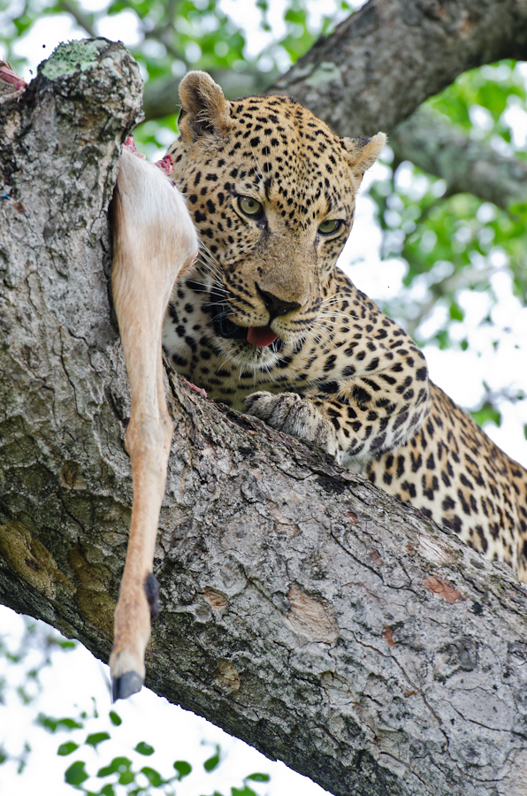 Male Leopard On Impala Kill 3 Male Leopard On Impala Kill 3