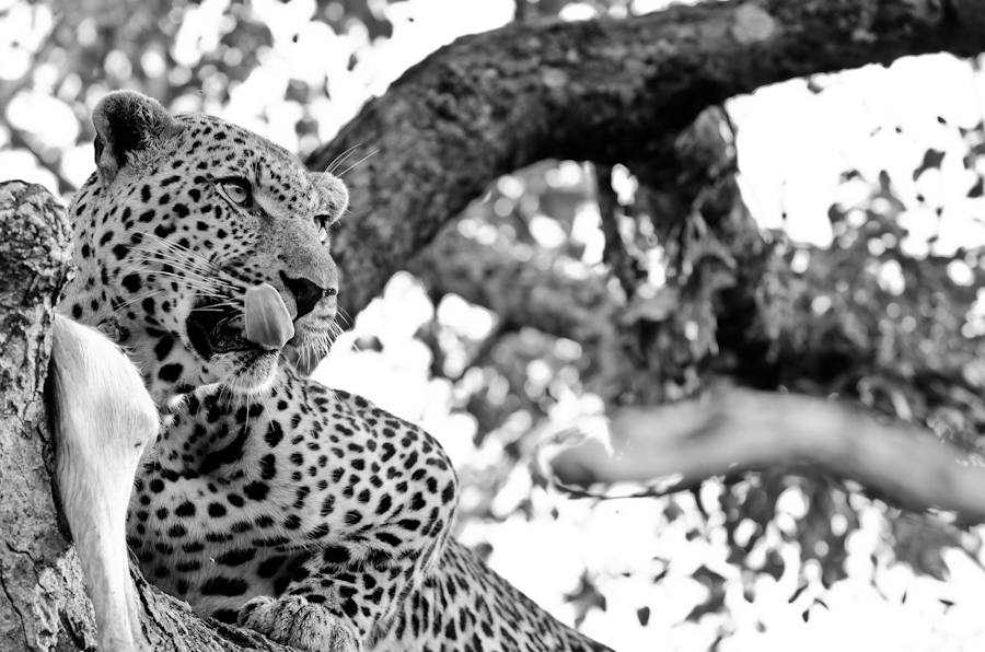 Male Leopard On Impala Kill Male Leopard On Impala Kill