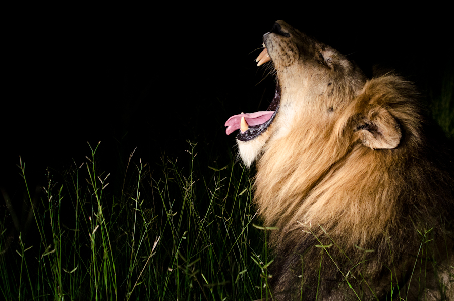 Kruger Males Kruger Males