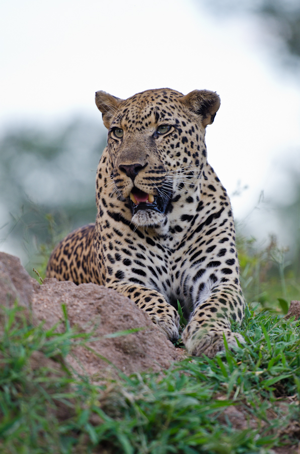 Male Leopard 1 Male Leopard 1