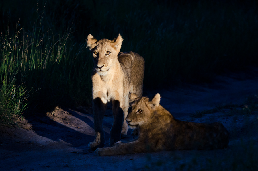 Southern Pride Cubs Southern Pride Cubs