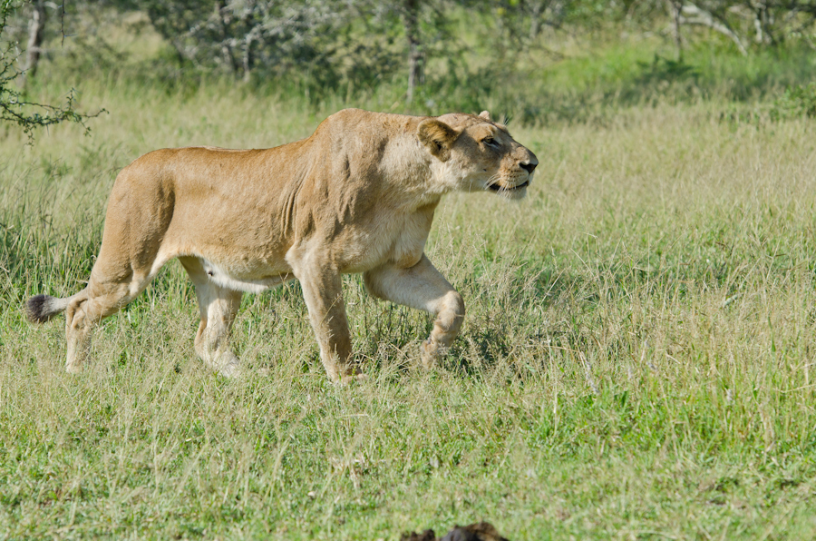 Lioness Stalking Lioness Stalking