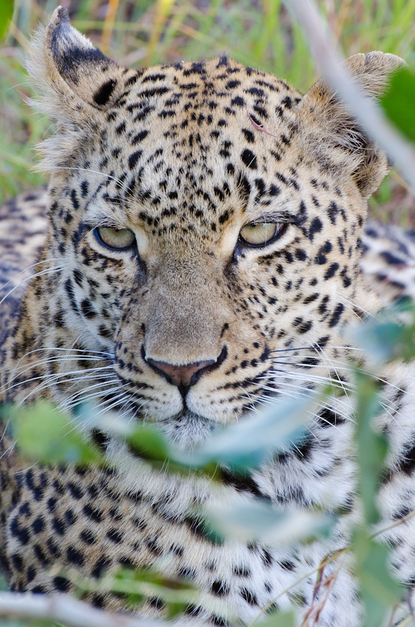 Leopards Mating At LBC 3 Leopards Mating At LBC 3