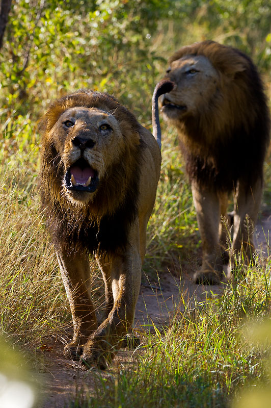 They are Lions, hear them roar - Deseret News