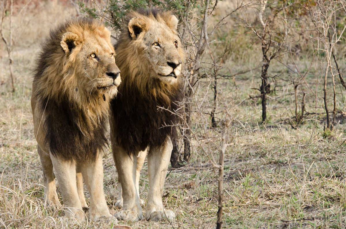 I AM LEGEND | Sabi Sabi Blog