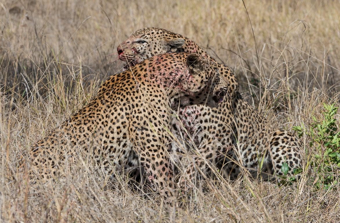 Clash of the leopard titans | Sabi Sabi Blog