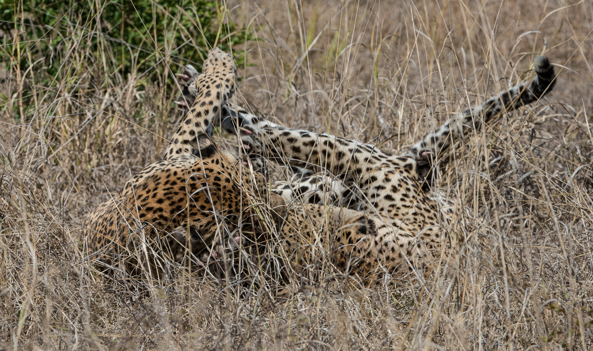 Clash of the leopard titans | Sabi Sabi Blog