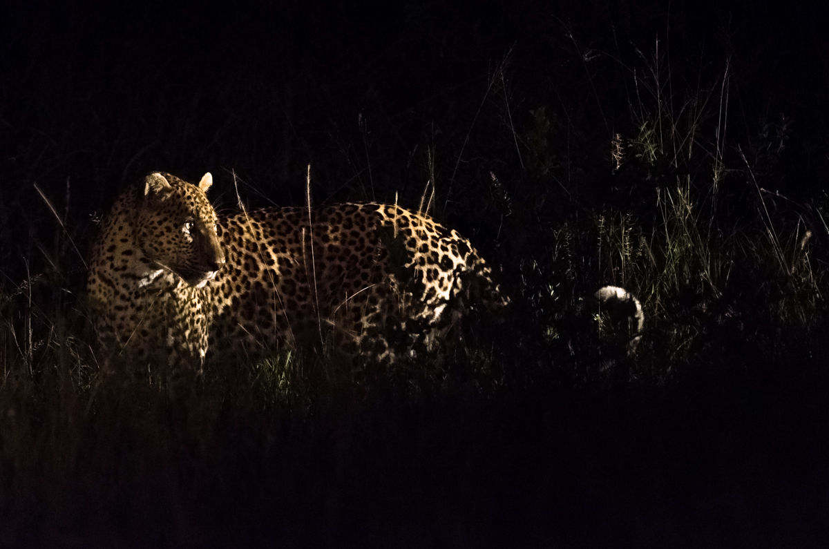 Little Bush Night Little Bush Night