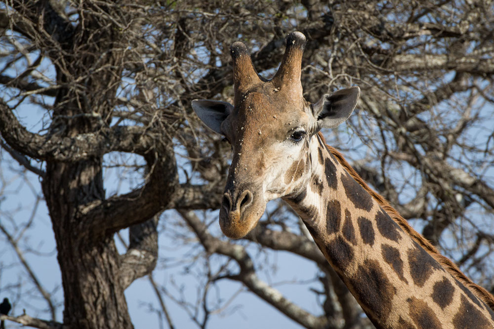 Giraffe Pollen Face Giraffe Pollen Face