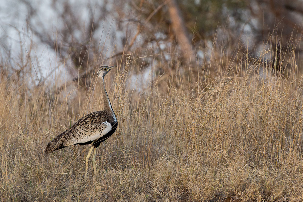 Bustard Bustard