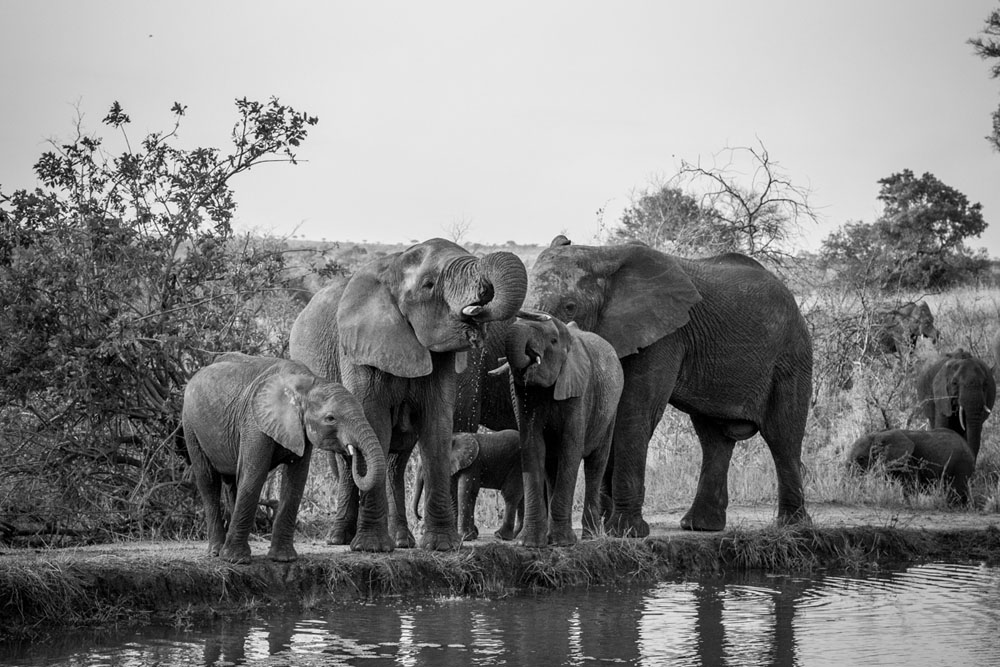 Ellies Drinking 1 Ellies Drinking 1
