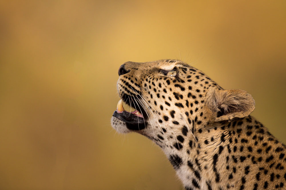 Leopard 01 Pravir Leopard 01 Pravir
