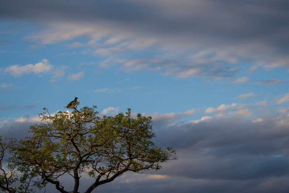 Martial Eagle Martial Eagle