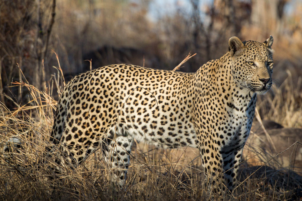 Maxabeni Maxabeni
