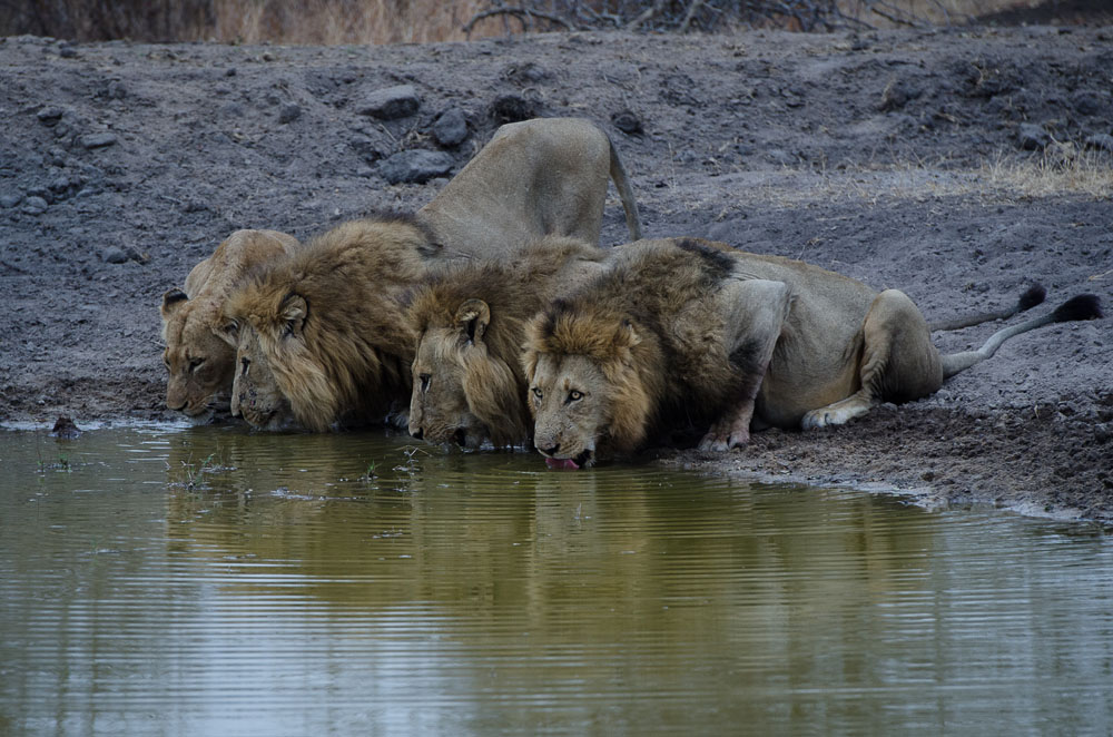 Mike L Sand River Males Mike L Sand River Males