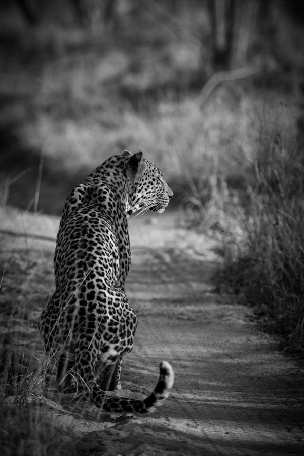 Nottins BW Nottins BW