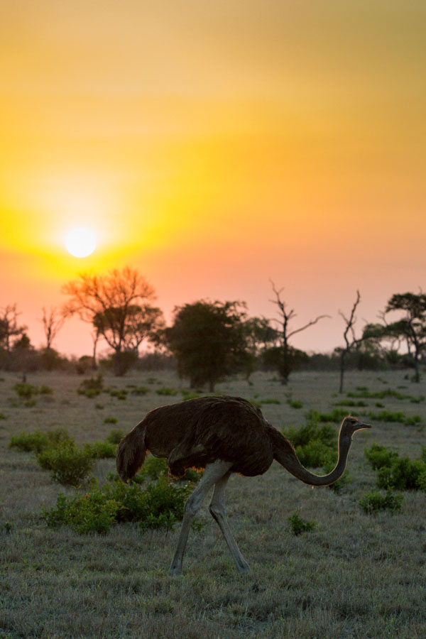 Ostrich Ostrich