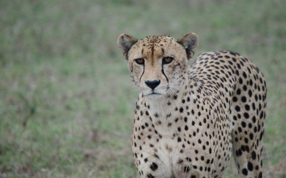 cheetah vs hyena | Sabi Sabi Private Game Reserve Blog