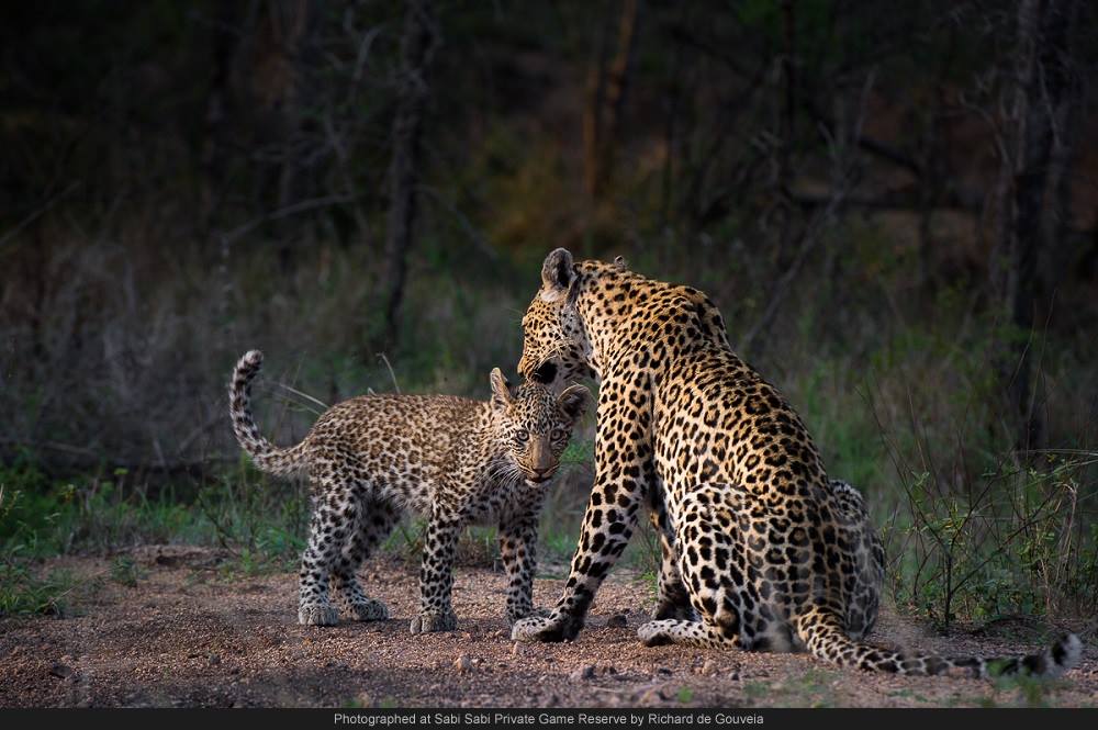 Highlights November 2014 Sabi Sabi Private Game Reserve Blog