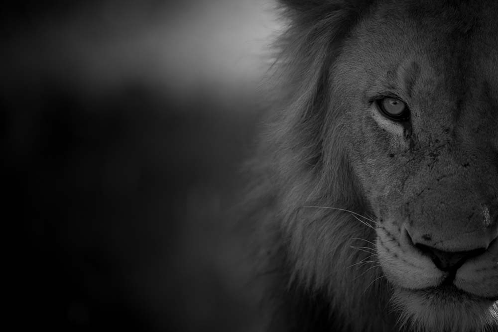 Lance Monochrome Monday Lion 6 Lance Monochrome Monday Lion 6