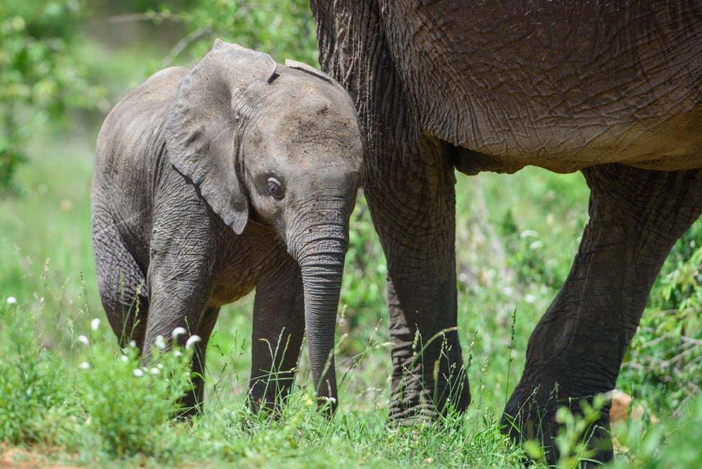 a week in the bush: vol 35 | Sabi Sabi Private Game Reserve Blog