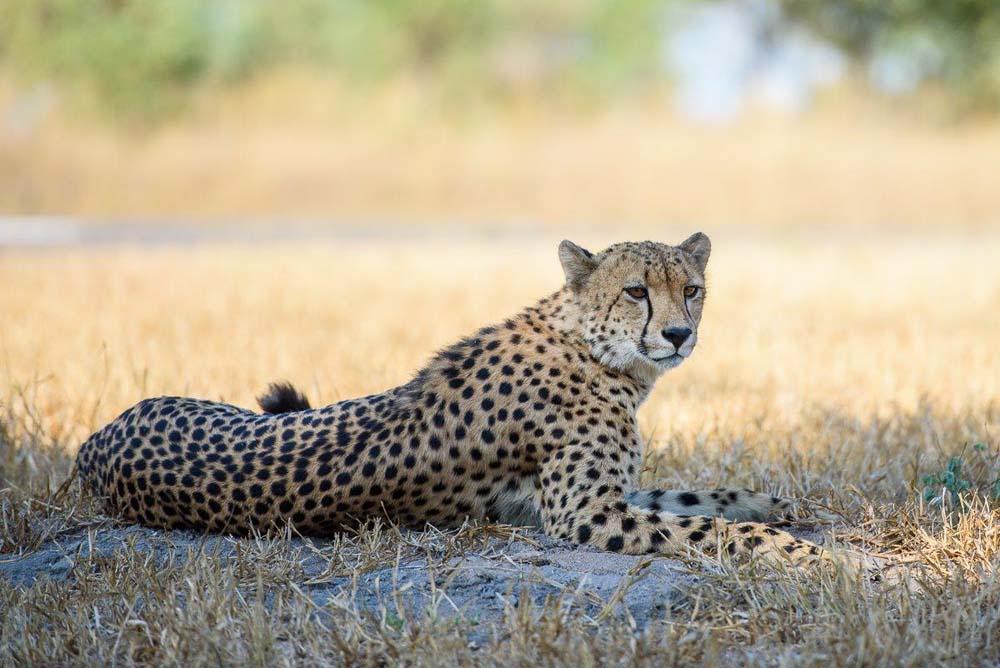 06Mike Palmer Cheetah Airstrip 06Mike Palmer Cheetah Airstrip