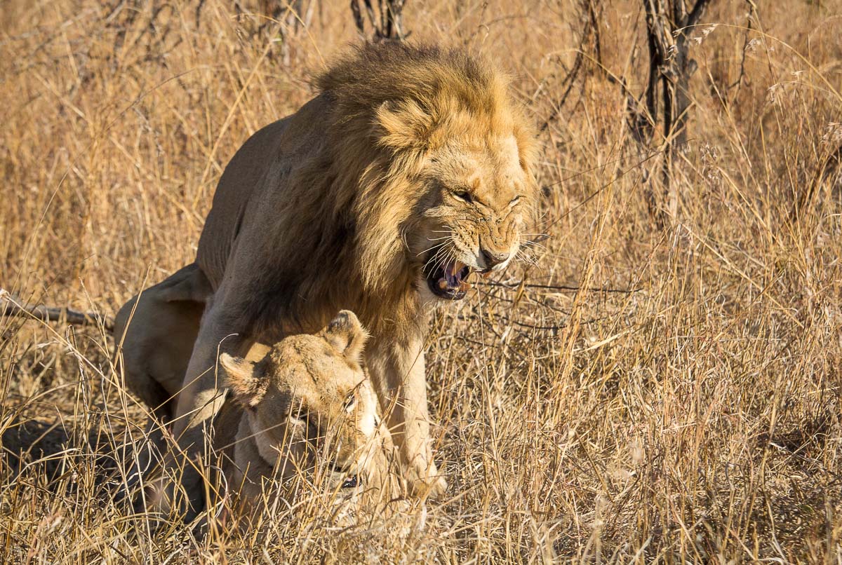 A Week in the Bush Vol. 63 | Sabi Sabi Private Game Reserve Blog