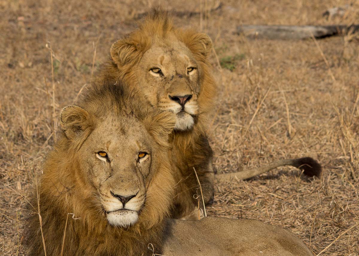 Lions of Sabi Sabi | Sabi Sabi Private Game Reserve Blog