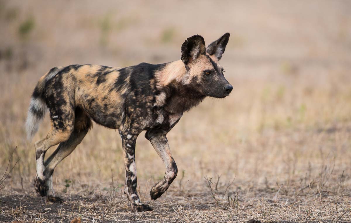 A Week in the Bush Vol. 65 | Sabi Sabi Private Game Reserve Blog