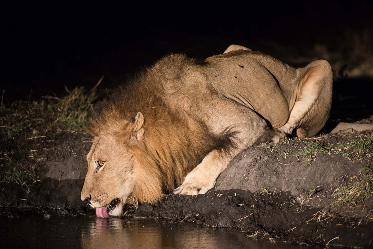 Lions Of Sabi Sabi Sabi Sabi Private Game Reserve Blog 8454