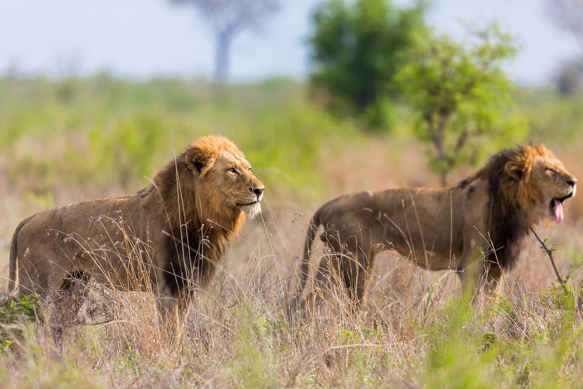 Lions Of Sabi Sabi Private Game Reserve | Sabi Sabi Private Game ...