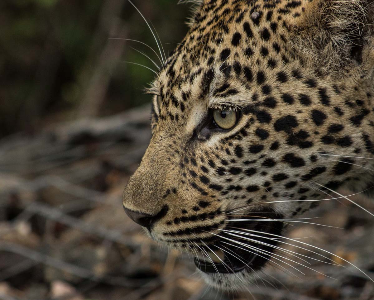 A Week in the Bush Vol. 94 | Sabi Sabi Private Game Reserve Blog