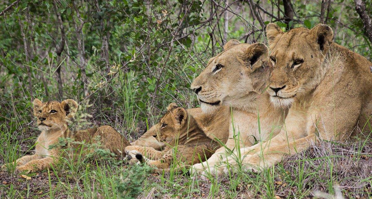 13Sheldon Hooper - SP + Cubs thick bush | Sabi Sabi Private Game ...