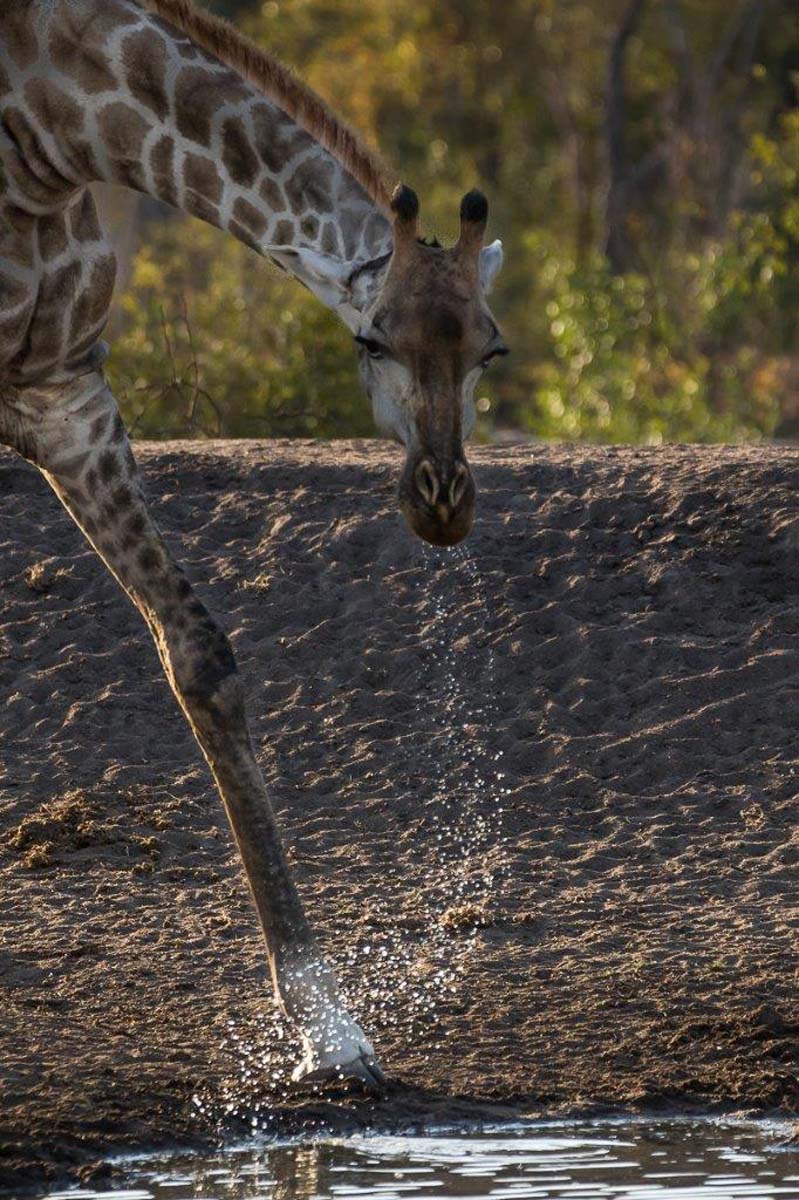 chad valley giraffe hopper