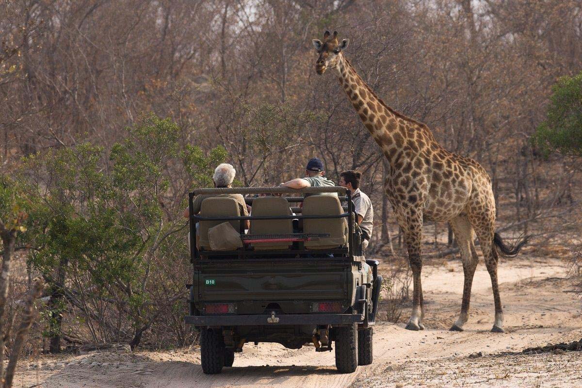 22franscois Rosslee Giraffe Sabi Sabi Private Game Reserve Blog