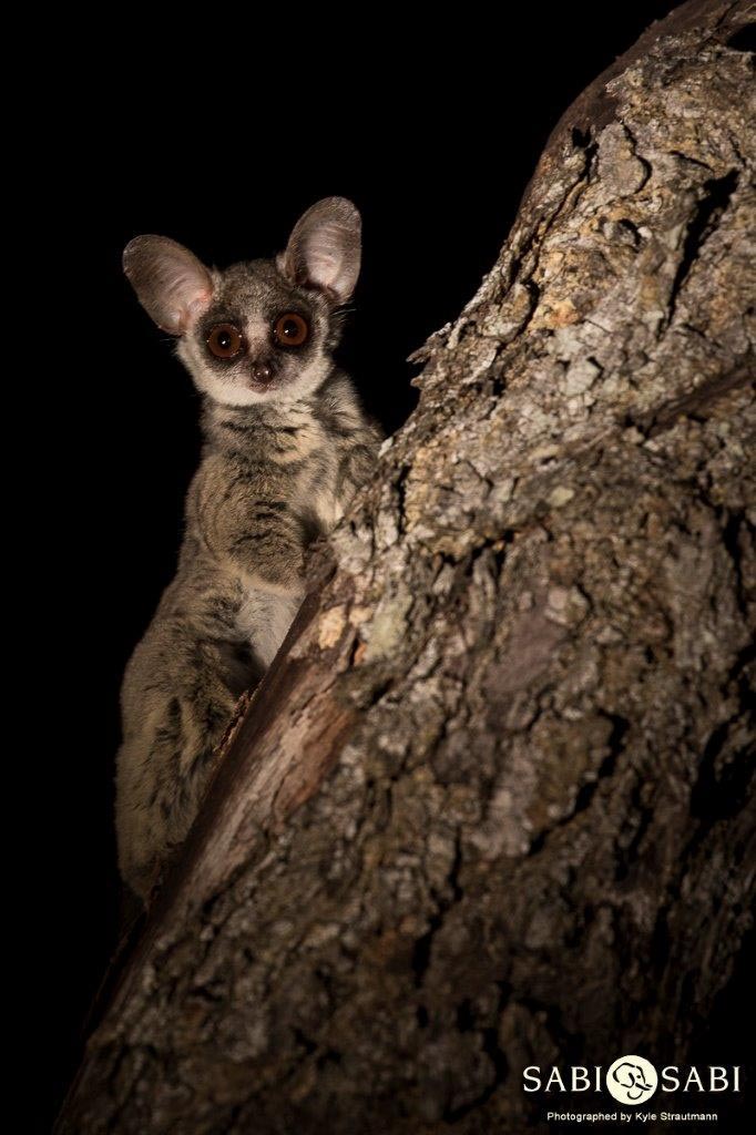 jellycat nocturne bush baby