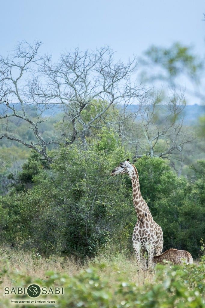 chad valley giraffe hopper