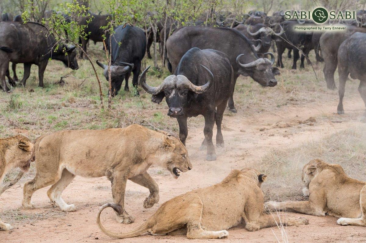 Buffalo v. Lions