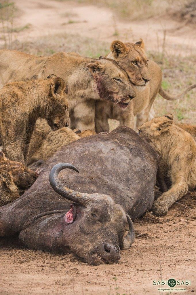 Buffalo v. Lions