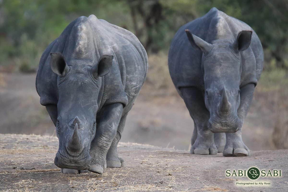 White Rhino | Sabi Sabi Private Game Reserve Blog