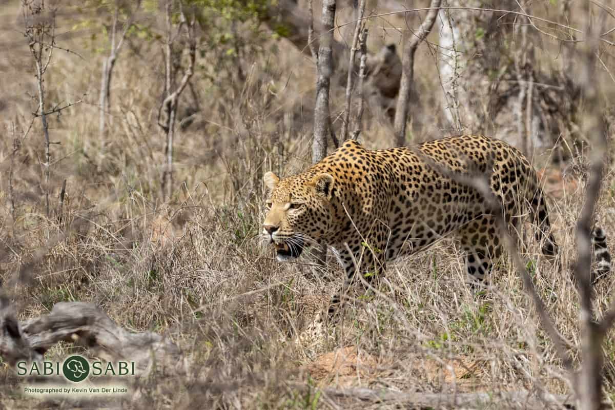 Traffic on the way to breakfast | Sabi Sabi