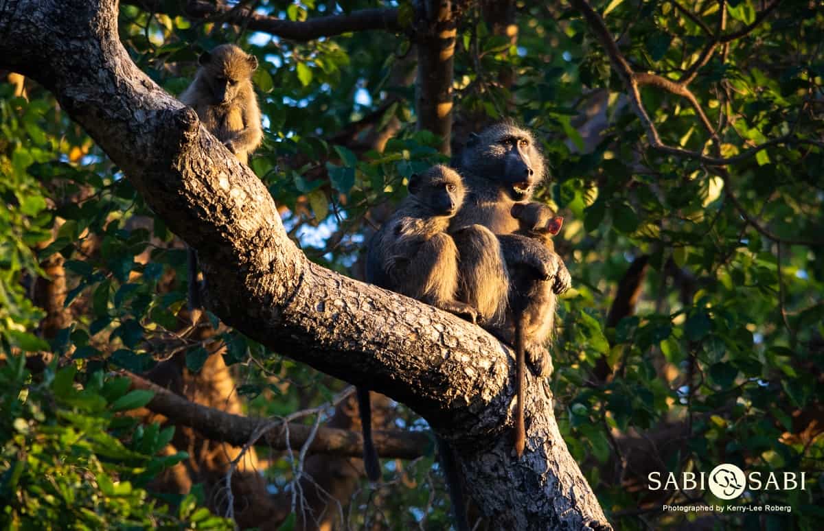 Chacma Baboon | Sabi Sabi Private Game Reserve Blog1200 x 774