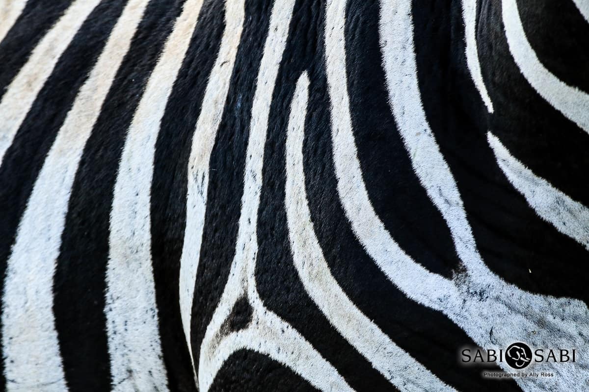 06Ally Ross Zebra Blog 05 Final 06Ally Ross Zebra Blog 05 Final