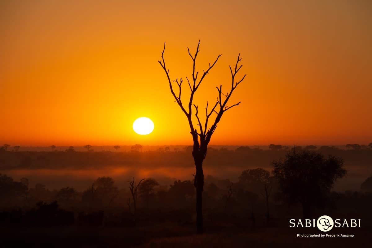 01Frederik Aucamp Bushveld Sunrise 21 05 2019 6 Final 01Frederik Aucamp Bushveld Sunrise 21 05 2019 6 Final