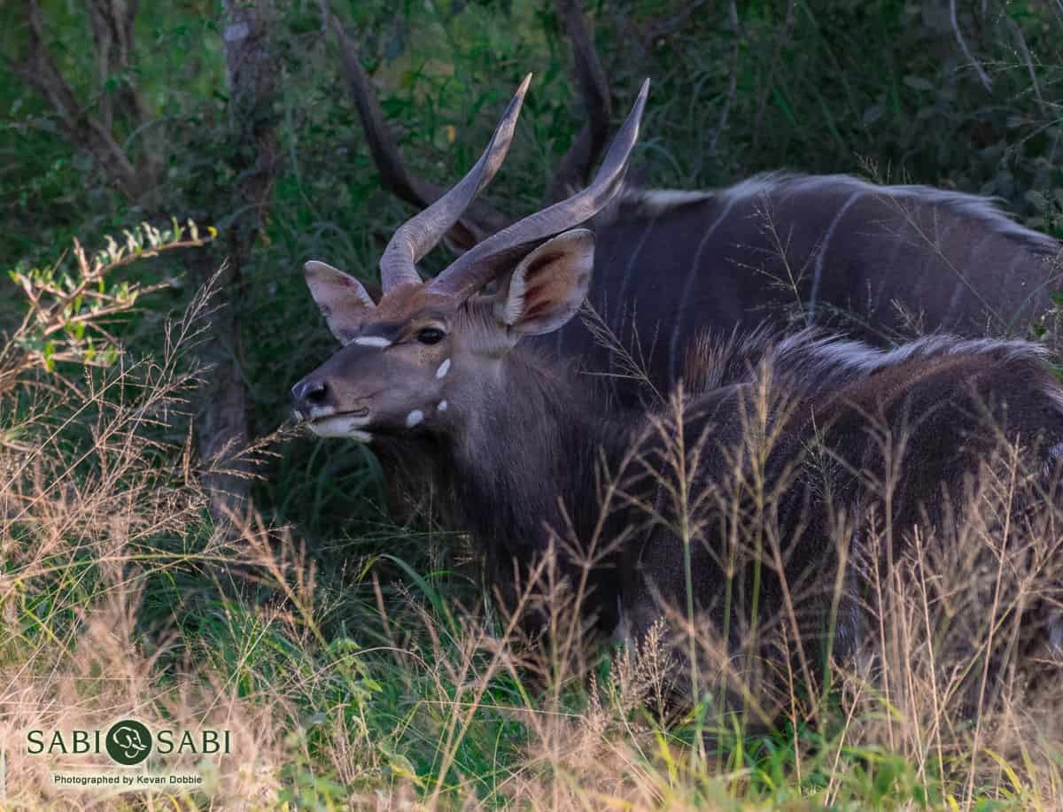 nyala bull